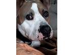 Adopt Scar a White - with Brown or Chocolate American Pit Bull Terrier / Mixed