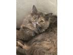 Adopt Mia a Gray or Blue (Mostly) Domestic Mediumhair / Mixed (medium coat) cat