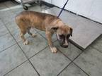 Adopt Rambo a Brindle Hound (Unknown Type) dog in Weatherford, TX (38949035)
