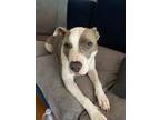 Adopt coco bean a White - with Gray or Silver American Pit Bull Terrier / Mixed