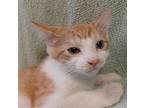 Adopt Andy a Orange or Red Tabby Domestic Shorthair (short coat) cat in