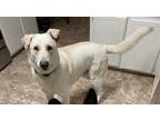 Adopt Bolt a White German Shepherd Dog / Mixed dog in White Settlement