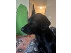Adopt Archie a Black Labrador Retriever / Mixed dog in Germantown, TN (38949100)