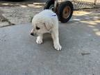 Adopt Toretto a White Akbash / Great Pyrenees / Mixed dog in Rangely