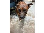 Adopt Tasha a Brindle Boxer / Mixed dog in Greenville, KY (38948944)