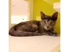 Adopt Deja Vu a Calico or Dilute Calico Domestic Shorthair / Mixed cat in