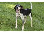 Adopt Wilma a Black Bluetick Coonhound / Mixed dog in Cashiers, NC (35536432)