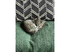 Adopt Mable a Gray, Blue or Silver Tabby Tabby / Mixed (short coat) cat in