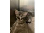 Adopt Cloudy a Gray or Blue Domestic Shorthair / Domestic Shorthair / Mixed cat