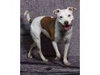 Adopt Cisco a White American Staffordshire Terrier / Mixed dog in Clinton
