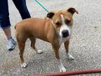Adopt Bella a Red/Golden/Orange/Chestnut American Pit Bull Terrier / Mixed dog