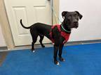 Adopt Maverick a Black - with White Great Dane / American Pit Bull Terrier /