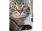 Adopt Grover a Brown or Chocolate Domestic Shorthair / Domestic Shorthair /