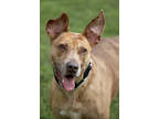 Adopt Ginger a Brindle Mixed Breed (Large) / Mixed dog in West Chester
