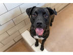 Adopt Raiden a Brown/Chocolate Labrador Retriever / Mixed dog in Golden Valley