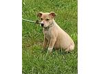 Adopt Bo Duke a Tan/Yellow/Fawn - with White Labrador Retriever / Feist / Mixed