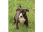 Adopt Luke Duke a Black - with White Labrador Retriever / Feist / Mixed dog in