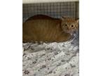 Adopt Percy a Orange or Red Domestic Shorthair / Domestic Shorthair / Mixed cat