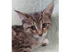 Adopt Paul a Brown Tabby Domestic Shorthair (short coat) cat in Kensington