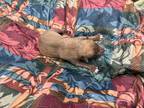 Adopt Slingshot a Brown/Chocolate Australian Kelpie / German Shepherd Dog /