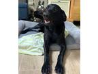 Adopt Zeke a Black Labrador Retriever / Mixed dog in Ocala, FL (38948691)
