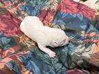Adopt Wheelie a White Australian Kelpie / German Shepherd Dog / Mixed dog in