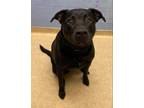 Adopt Mila a Black Labrador Retriever / Mixed dog in Meridian, ID (38948615)