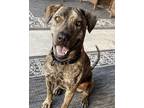 Adopt Buck a Brindle Plott Hound / Mountain Cur / Mixed dog in Pattison
