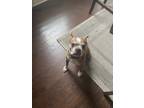 Adopt Jody a Brown/Chocolate - with White American Pit Bull Terrier / Mixed dog