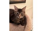 Adopt Pippa a Tiger Striped Domestic Longhair (long coat) cat in Wading River