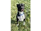 Adopt 81361 Checkers a Black Australian Cattle Dog / American Pit Bull Terrier /