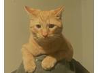 Adopt Simba a Orange or Red Tabby / Mixed (short coat) cat in Clayton
