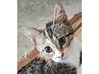 Adopt Sophie a Calico or Dilute Calico Domestic Shorthair (short coat) cat in