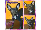 Adopt Beyonce a Black - with White Terrier (Unknown Type