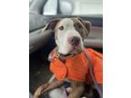 Adopt Maverick a Brown/Chocolate - with White American Pit Bull Terrier / Mixed