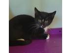 Adopt Fiona a All Black Domestic Shorthair / Mixed cat in Brimfield
