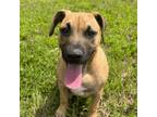 Adopt Delilah a Tan/Yellow/Fawn Boxer / Labrador Retriever / Mixed dog in