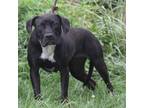 Adopt Veronica a Black - with White American Pit Bull Terrier / Mixed dog in