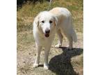 Adopt Joy a White - with Tan, Yellow or Fawn Great Pyrenees / Mixed dog in
