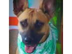 Adopt Louise JuM a Brown/Chocolate German Shepherd Dog / Mixed dog in
