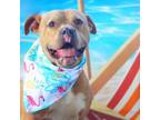 Adopt Mason JuM a Tan/Yellow/Fawn American Staffordshire Terrier / Mixed dog in