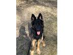Adopt Loki a Black - with Tan, Yellow or Fawn German Shepherd Dog / Mixed dog in