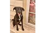 Adopt carrie a Black - with White Labrador Retriever / Mixed dog in New York