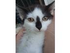 Adopt Blue Jean a Black & White or Tuxedo Domestic Longhair (long coat) cat in