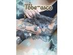 Adopt Tobe-asco a Gray or Blue (Mostly) Domestic Mediumhair (medium coat) cat in