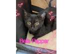 Adopt Belle Pepper a All Black Domestic Shorthair (short coat) cat in Great