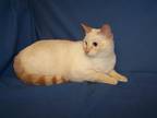 Adopt K-Bella-Felix a Cream or Ivory Siamese (short coat) cat in Colorado