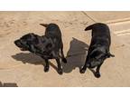 Adopt Taco a Black Labrador Retriever / Mixed dog in Rancho Santa Fe
