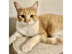 Adopt Goldschlager a Orange or Red Domestic Shorthair / Domestic Shorthair /