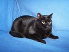 Adopt Sade a All Black Domestic Shorthair (short coat) cat in Colorado Springs